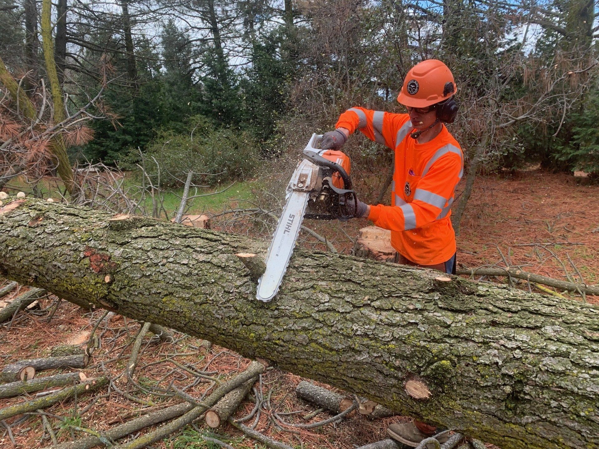 Why Hire An Arborist